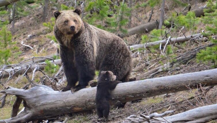    Как Мишутка весну искал? Фото: по лицензии CC0 Pxhere.com