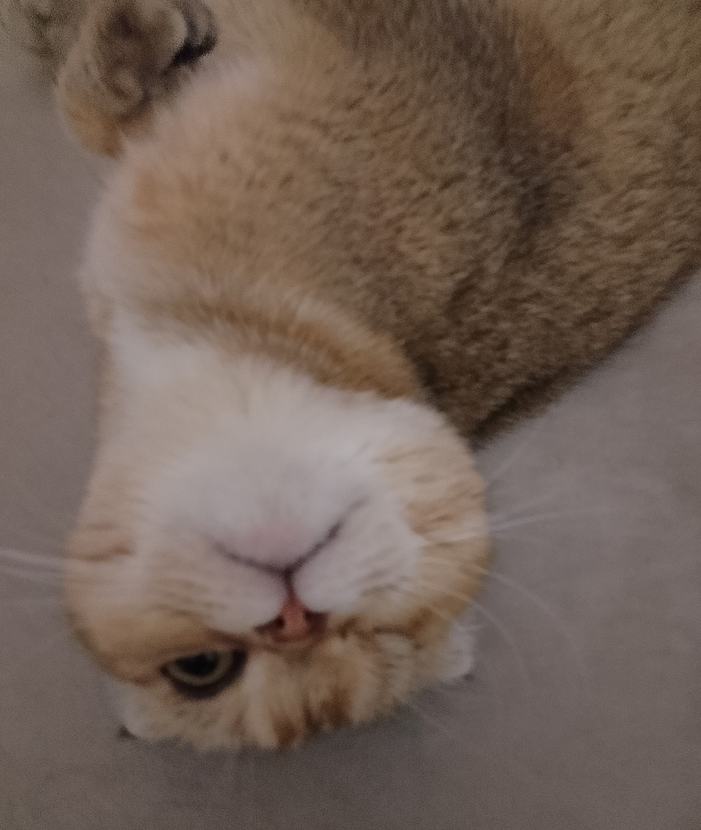 Наш какангел, милый и тихий уже второй день. К чему бы это? 