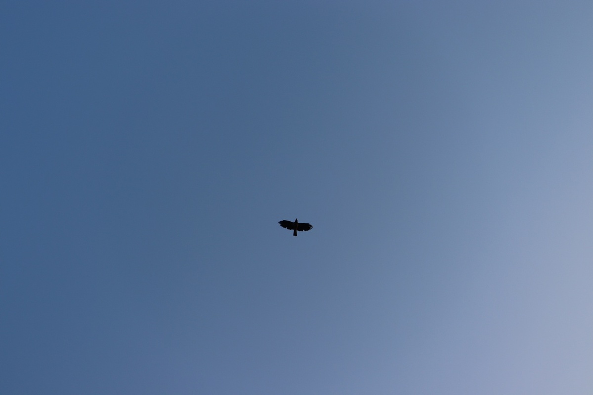 Ориби Каммпирр - Тебя узнал в толпе шумящей © Copyright: Ориби Каммпирр