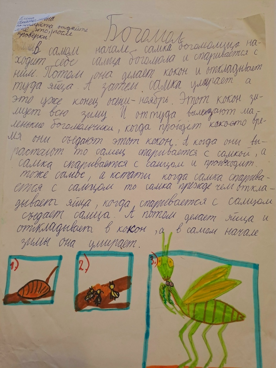 Богомолы - рисунки с текстами о животных (Ориби Каммпирр) © Copyright: Ориби Каммпирр