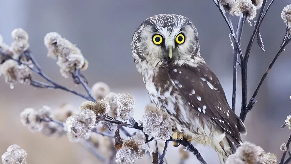    мохноногий сыч   freepik.com