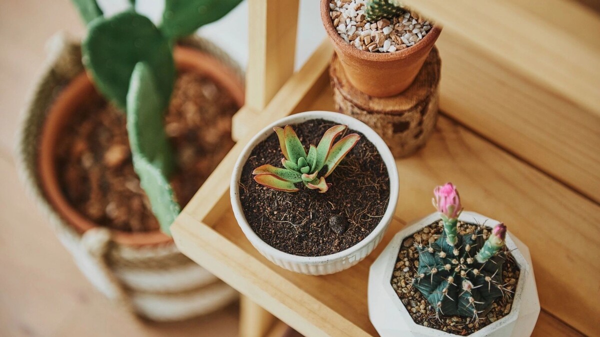    Кактусы.   freepik.