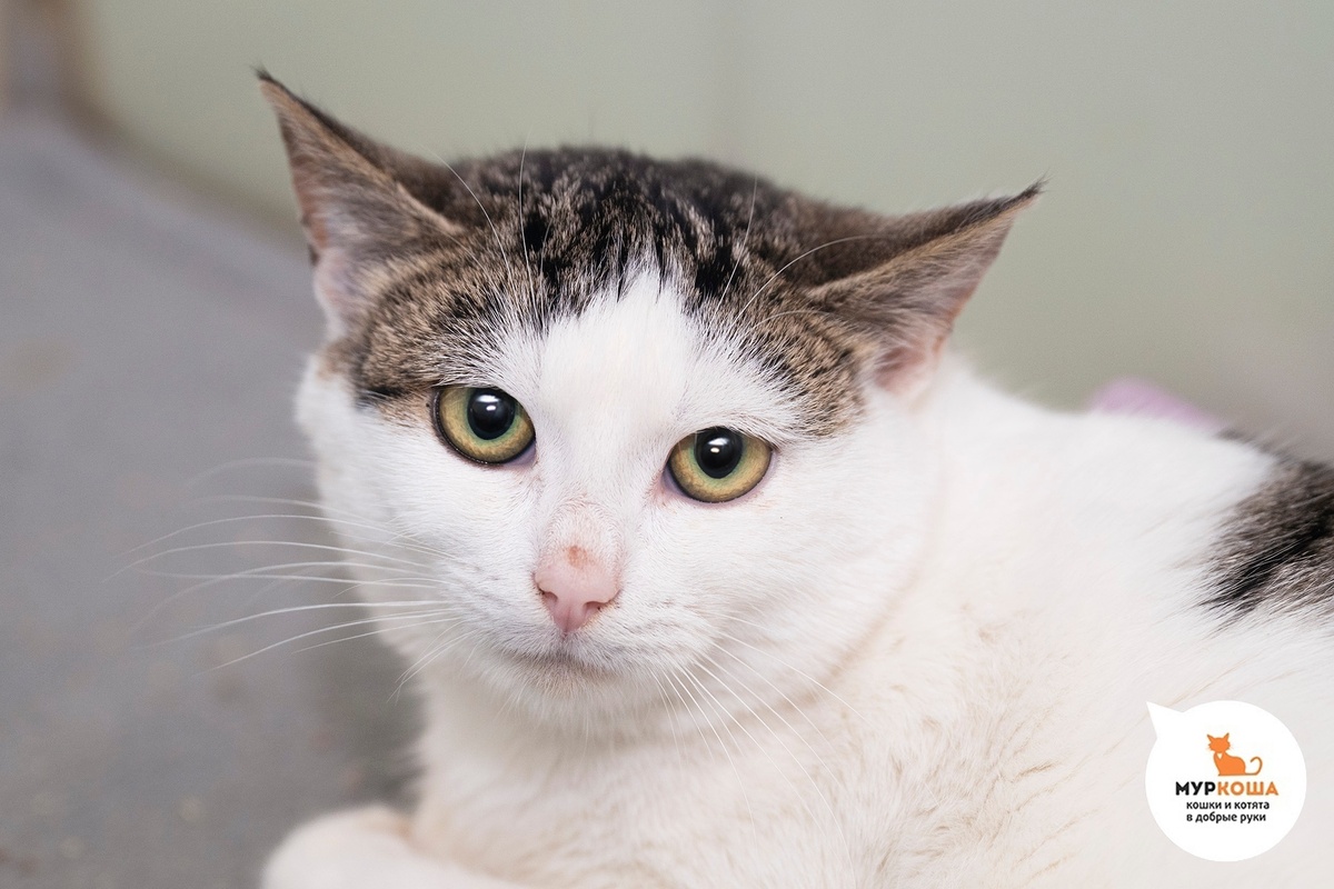 Йоль найдена на улице.