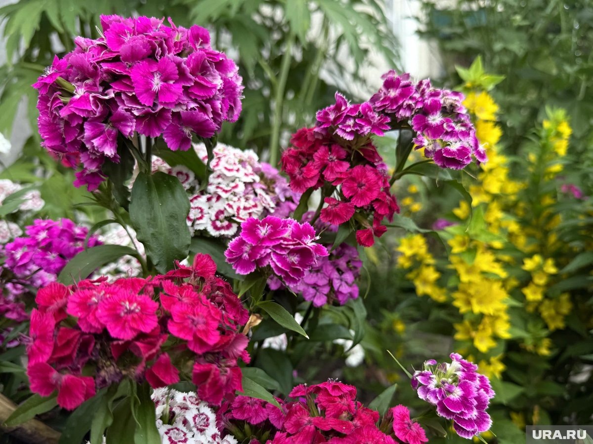     Фестиваль цветов пройдет в Курганском краеведческом музее