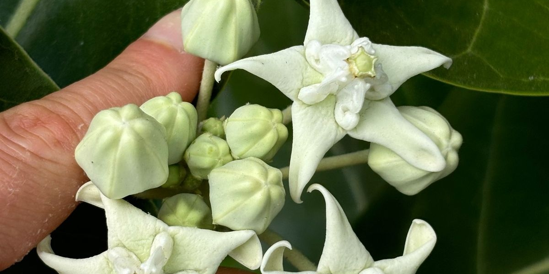 Сорняк, который спас тысячи солдат — и мог бы заменить хлопок