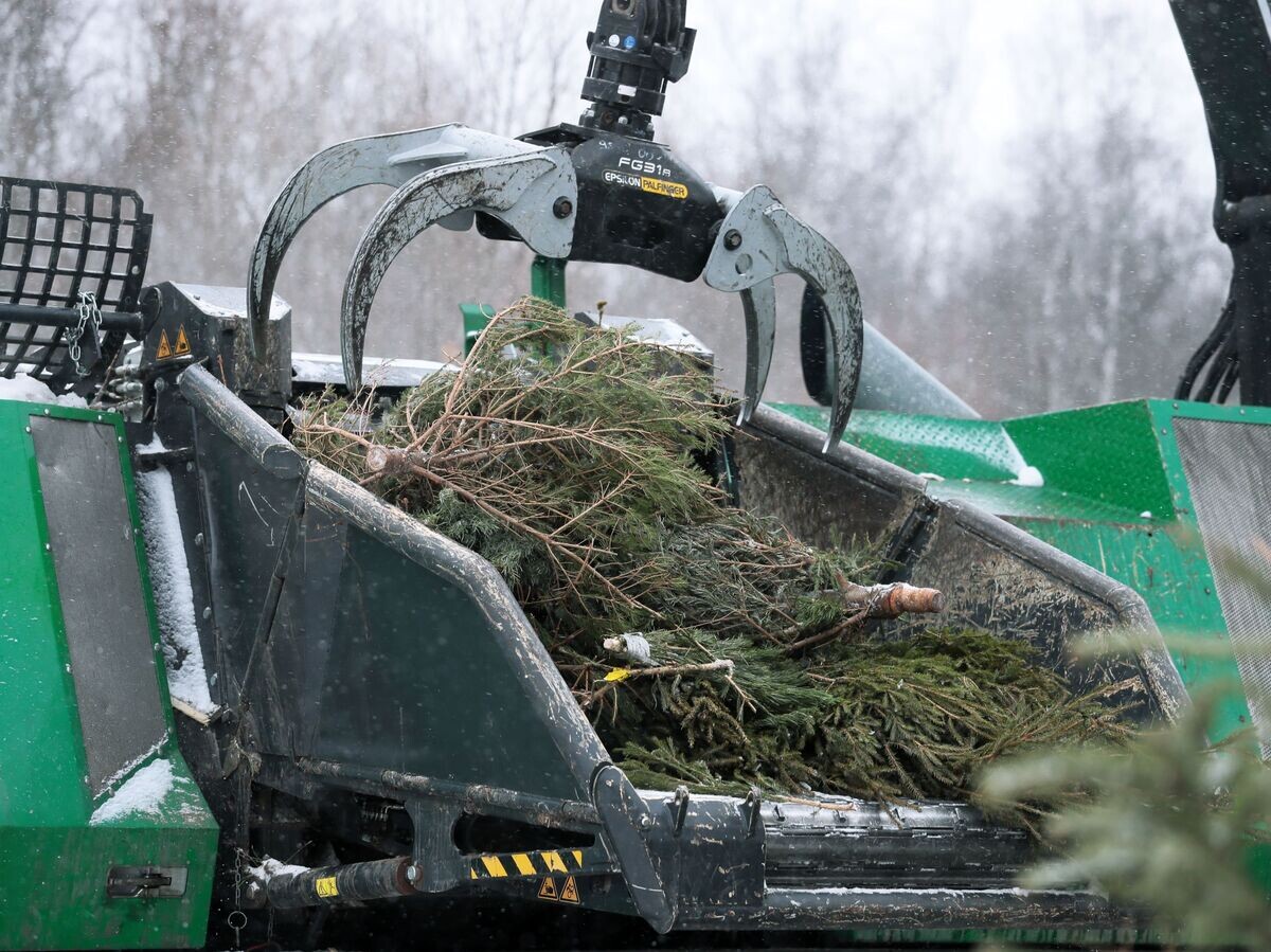    Утилизация новогодних елок | © РИА Новости / Виталий Белоусов