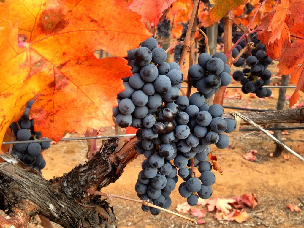 Карменер, скромно прячется под покрасневшей листвой