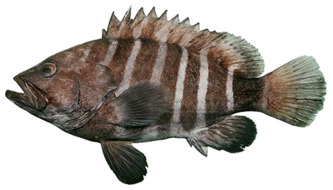 Hyporthodus octofasciatus