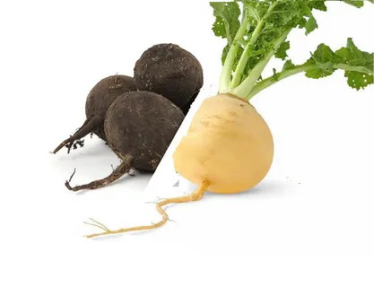 ЧЁРНАЯ РЕДЬКА И РЕПА