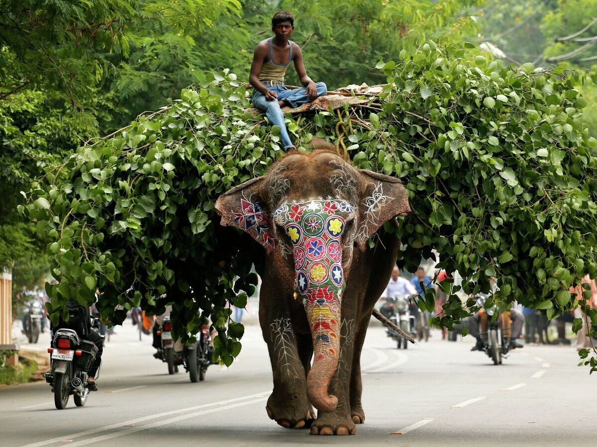    Слон на улице Аллахабада, Индия | © AP Photo / Rajesh Kumar Singh