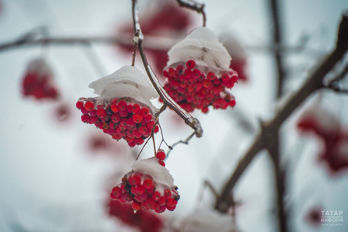Фото: © Владимир Васильев / «Татар-информ»