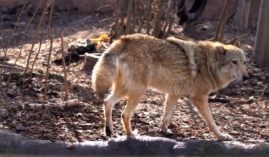 Фото: Волчица Рада в Московском зоопарке