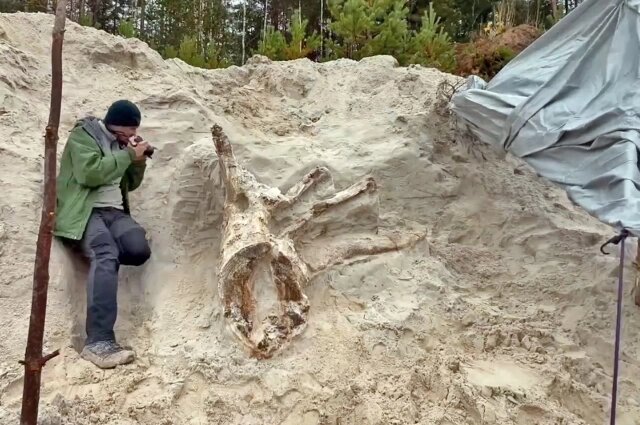    Фото: Естественнонаучные музеи СПбГУ.