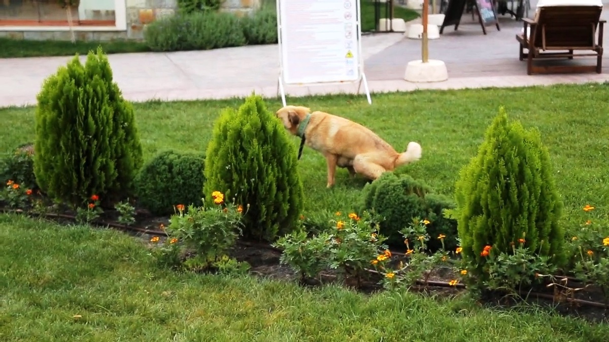 Собака гадит на газоне