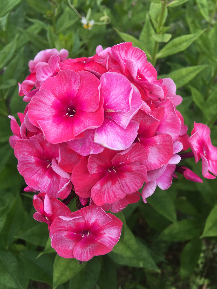 Флокс Стар энд Страйпс