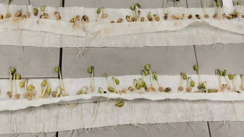     Соя. Проростки Предоставлено Altapress.ru