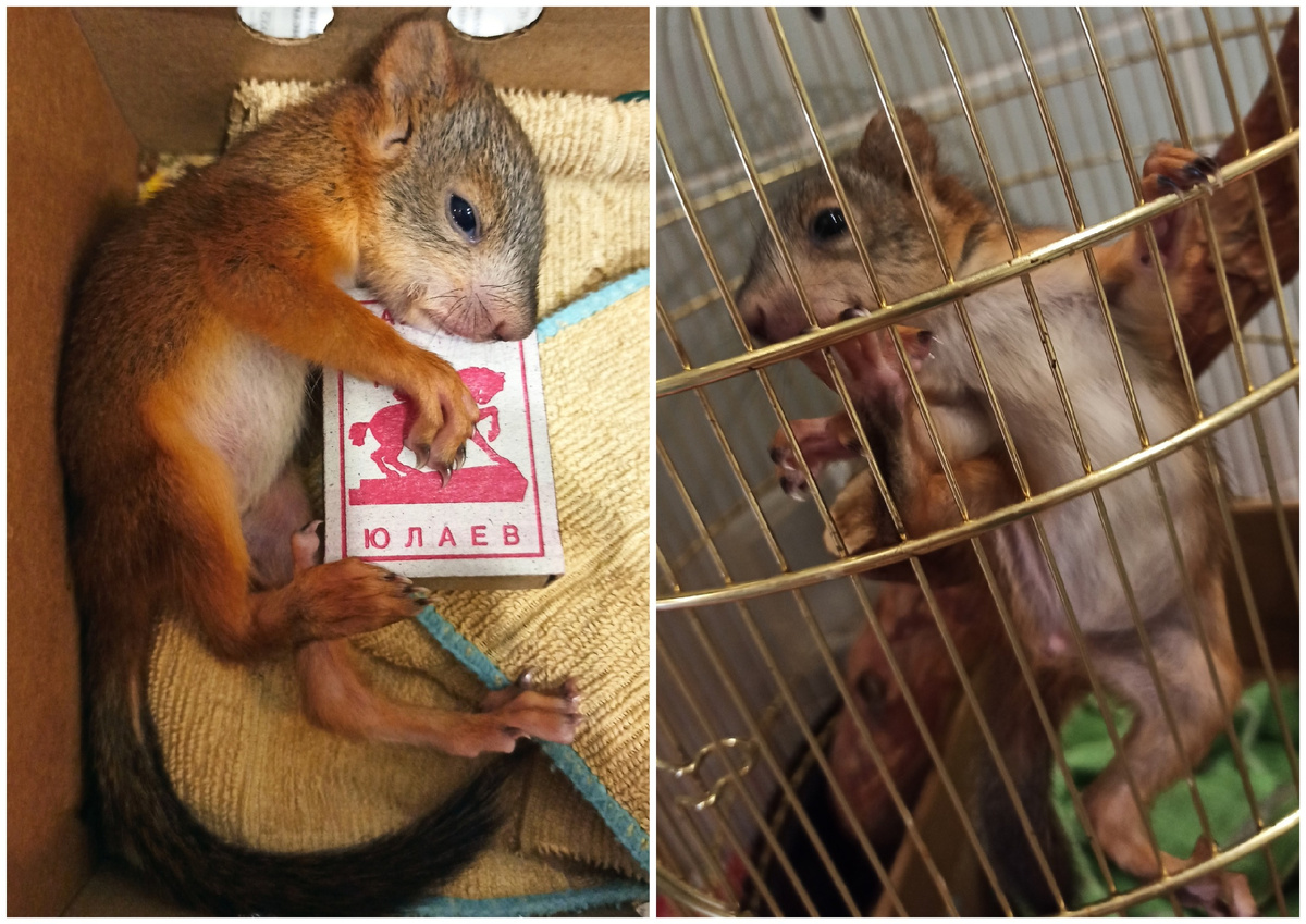 Бельчонок Зевс был размером в пару спичечных коробков