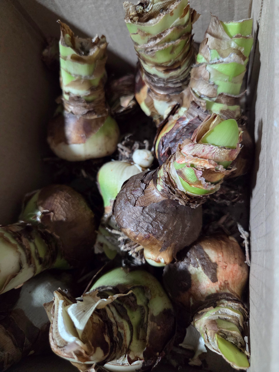 Сони, ох сони! Спят они, понимаешь!