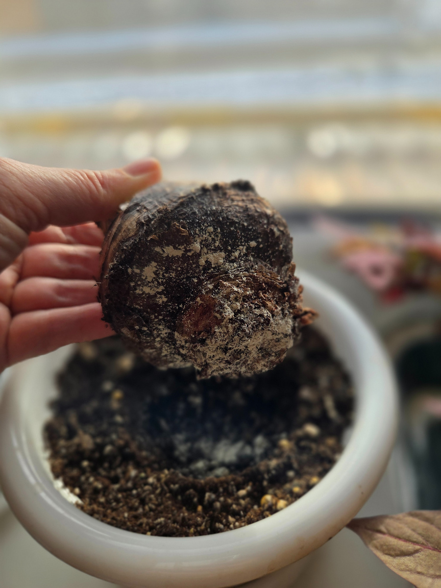 Первая луковица проснулась ещё в декабре,  но стрелку почти не растит, а главное корней нет. Присыпаю "Биокорнем" и ставлю в теплое место.