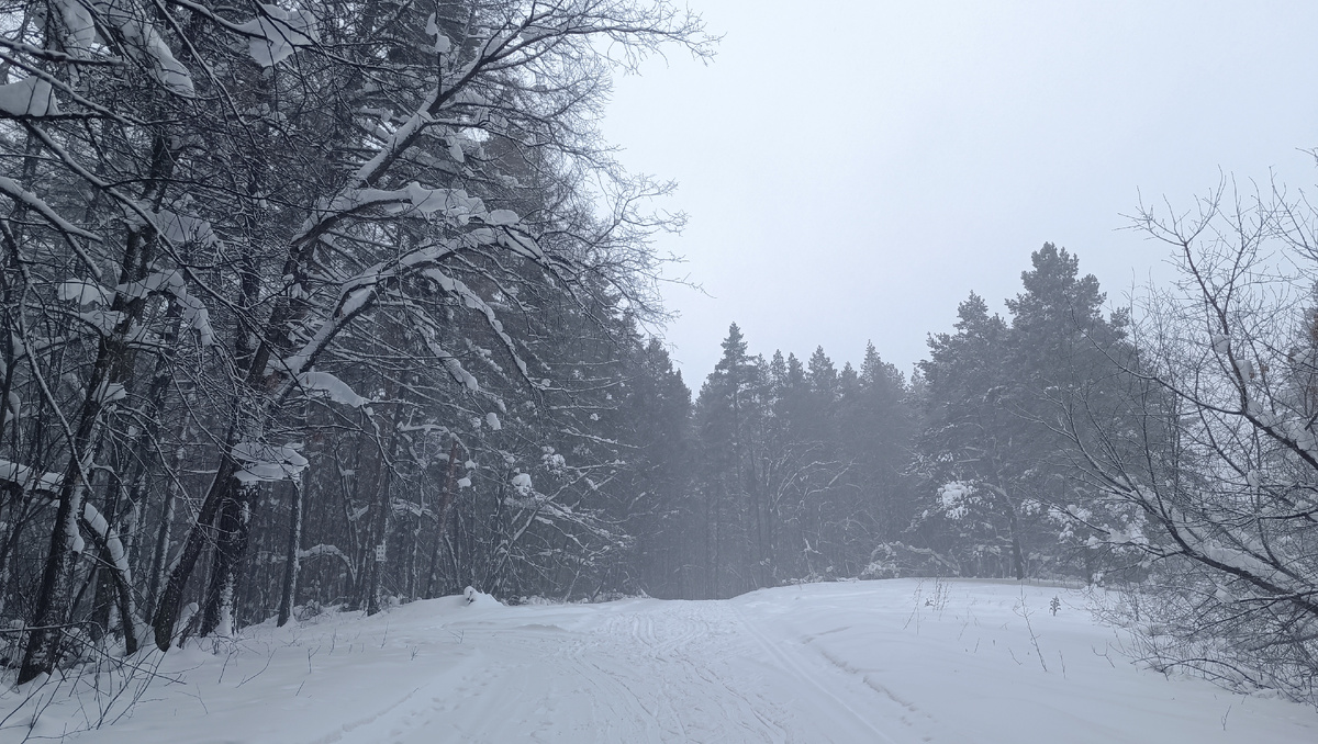 Лес - место силы