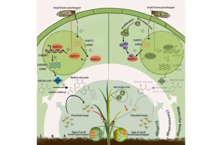    Фото: Zhang Xiaoming Lab