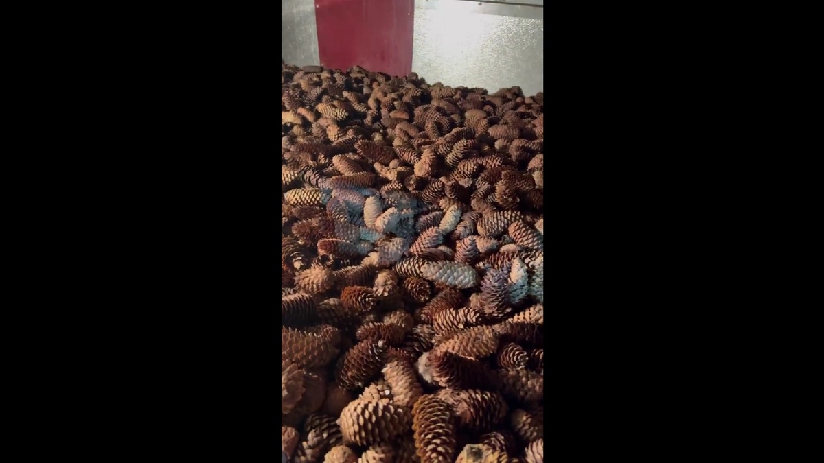    скриншот видео Минприроды Карелии