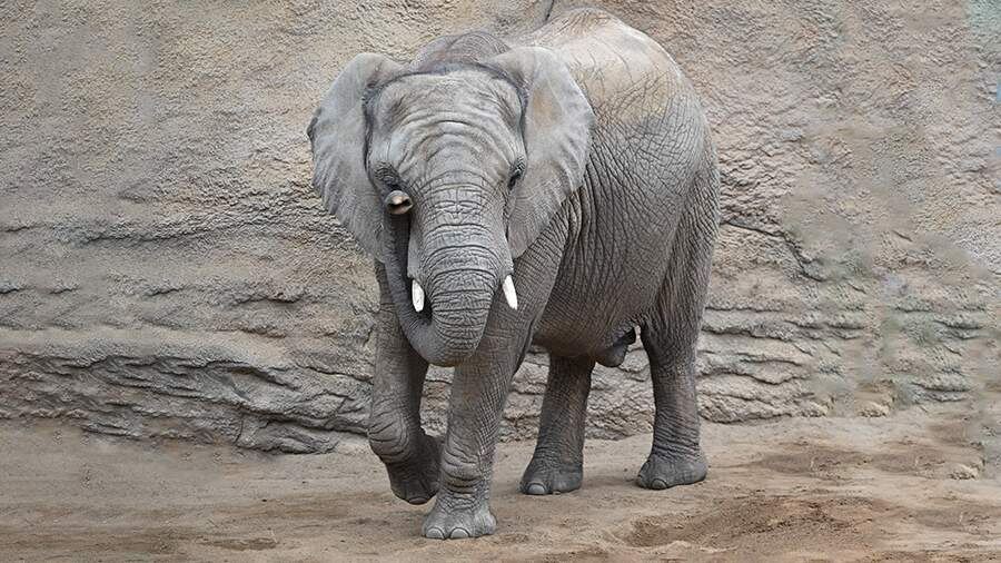    Фото: Global Look Press/Arne Dedert