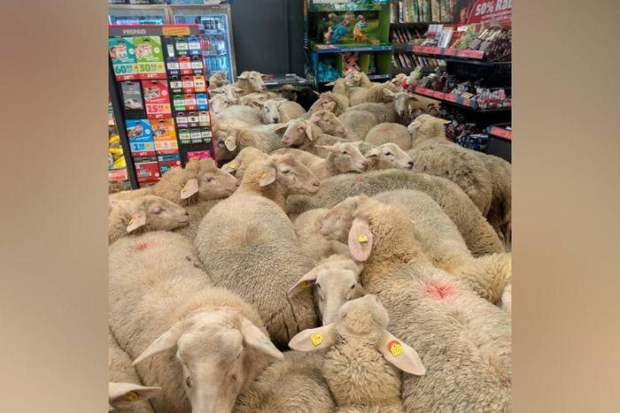 Обложка © X / German Embassy London