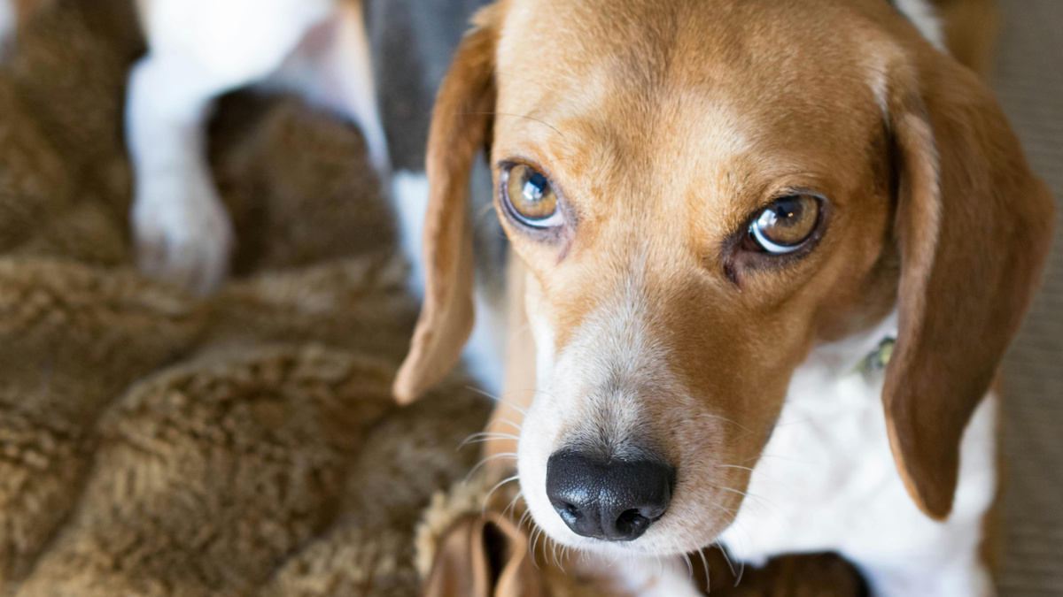 Собака любит вас обоих, но каждого как-то по своему. Просто так. Фото Hillary Halliwell/Pexels