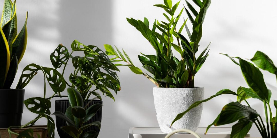 Фолиевая кислота стимулирует рост побегов замиокулькаса