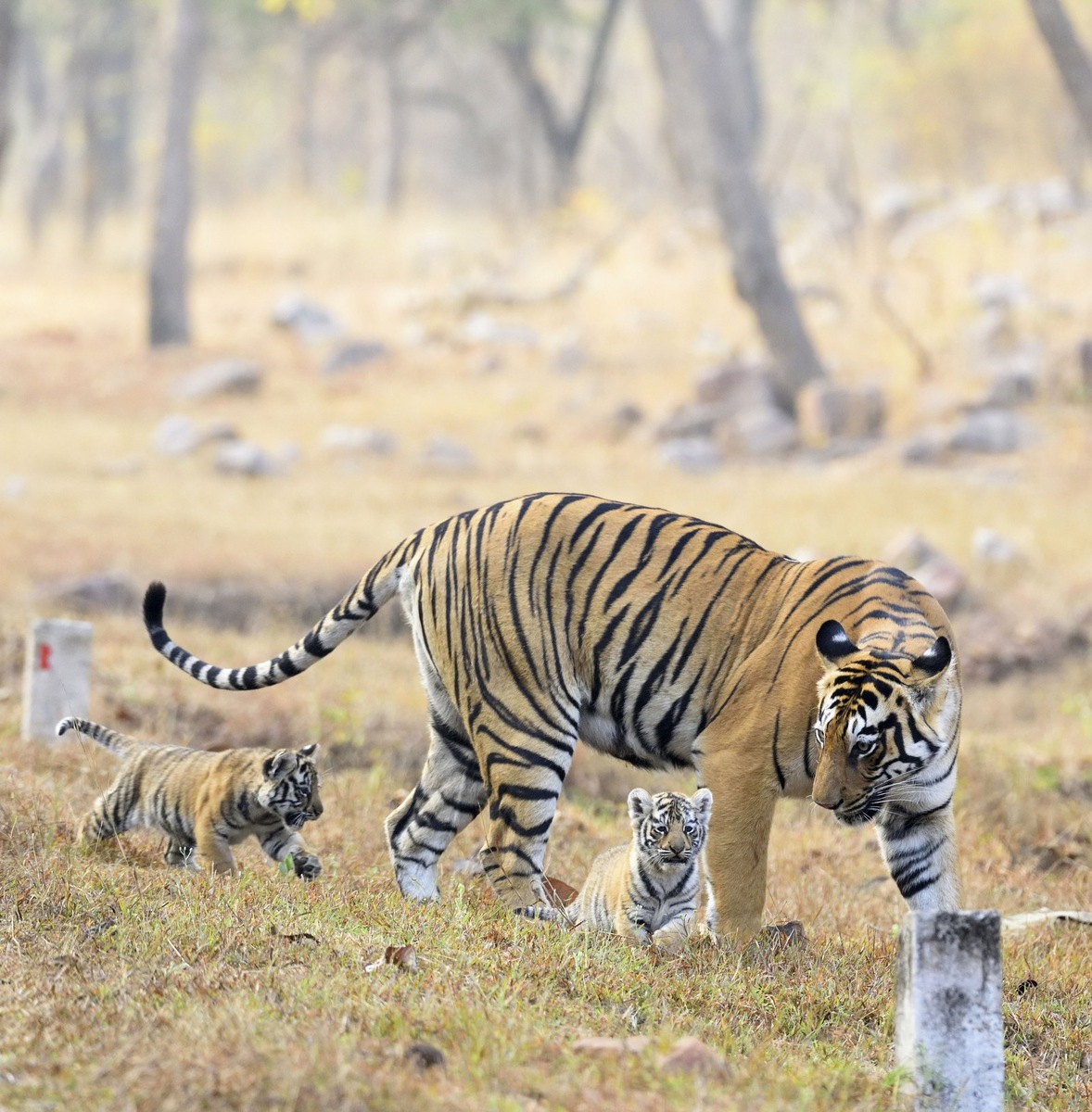    Амурский тигр — редкий краснокнижный хищник, каждый представитель которого на счету