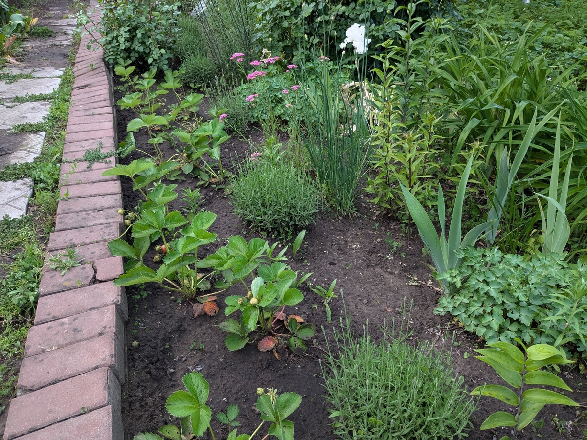 Новая клубника