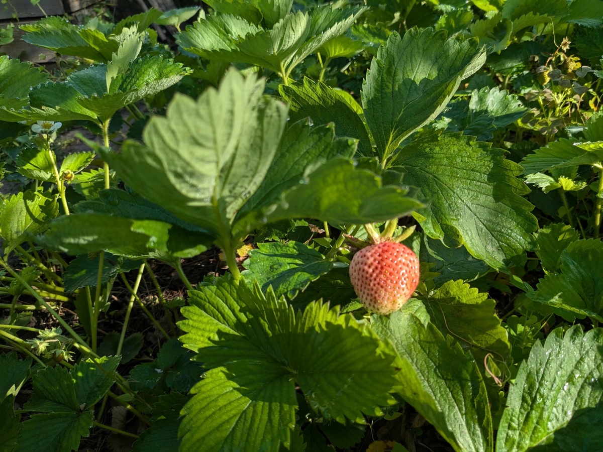 Из старого оставлю только сорт Лорд
