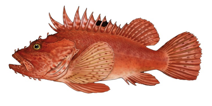 Scorpaena scrofa