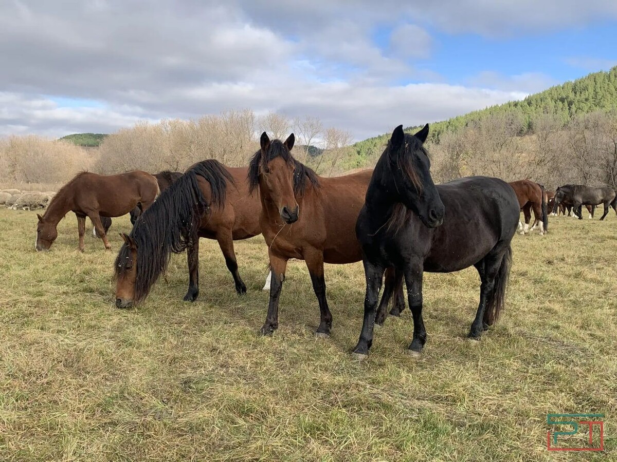 Фарида Якушева / «РТ»