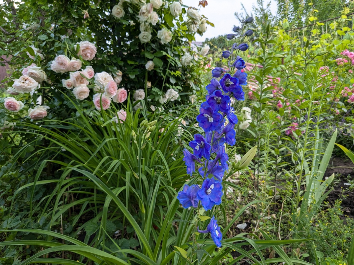 Голубой дельфиниум и "эдемские" розы