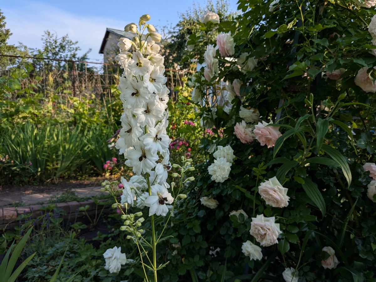 Те же розы и белый дельфиниум