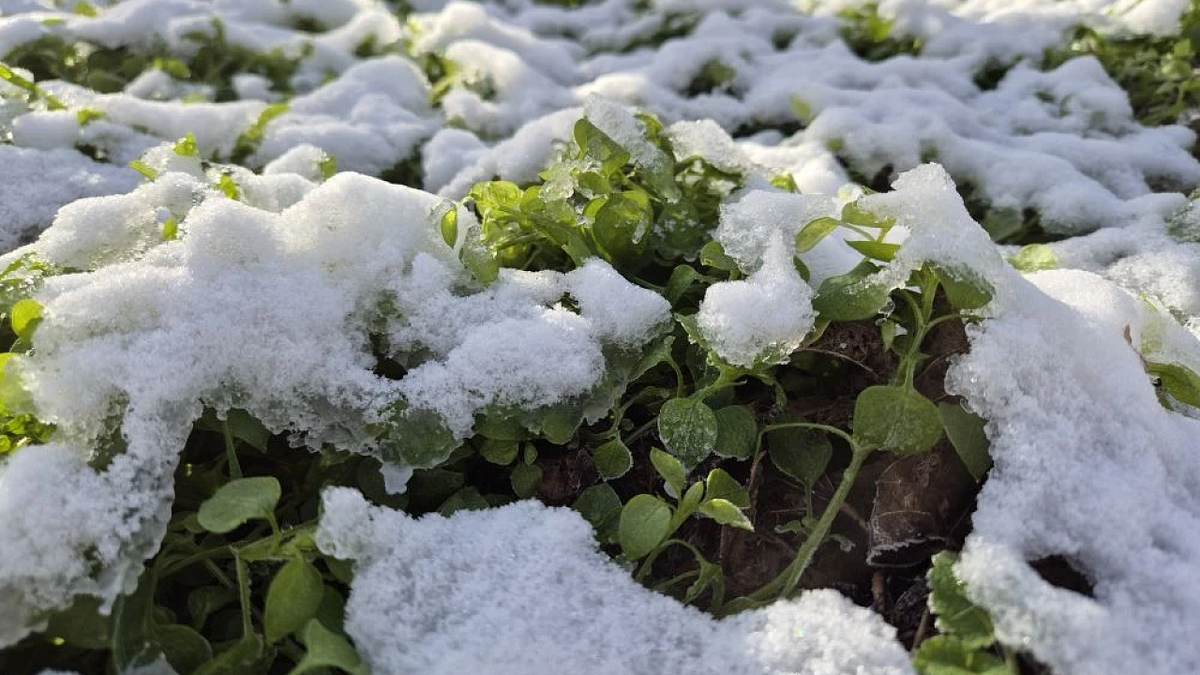    Фото: телеканал «Краснодар»