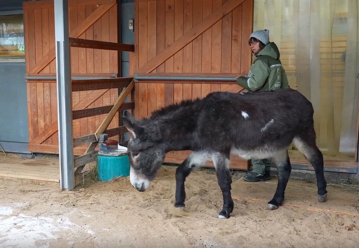    Возивший снаряды на фронте осел Жорик / Источник: Кадр из видео