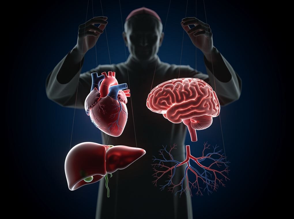 Ученые раскрыли скрытого дирижера  старения и болезней. Он работает прямо сейчас, пока вы читаете. Правда о которой молчат врачи