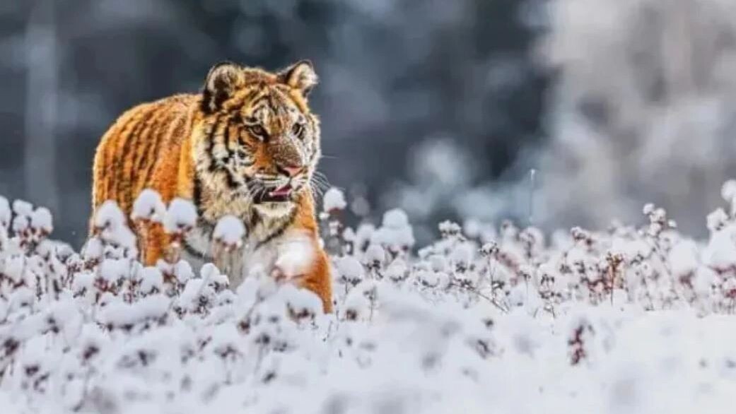    Фото: Michal Ninger/Shutterstock/Fotodom