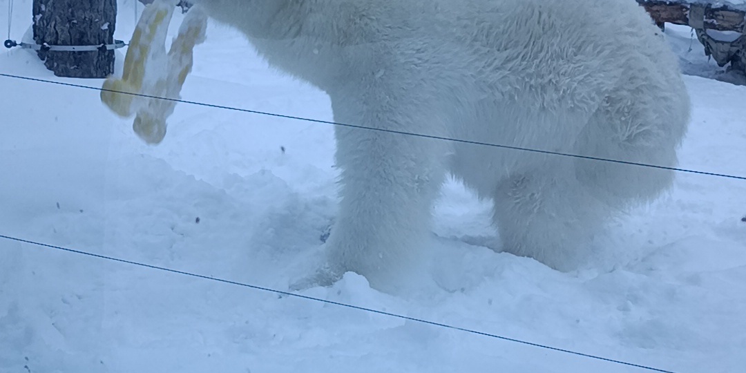 Белые медведи развлекаются в зоопарке Новосибирска. Их теперь 4. Прогулка в декабре 2025г.