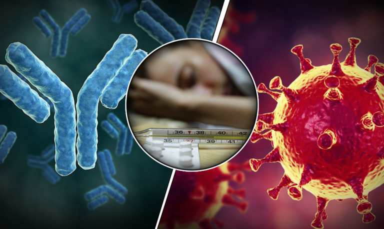    Антитела и вирус при гриппе. Фото: коллаж ОСН Лаура Акопян