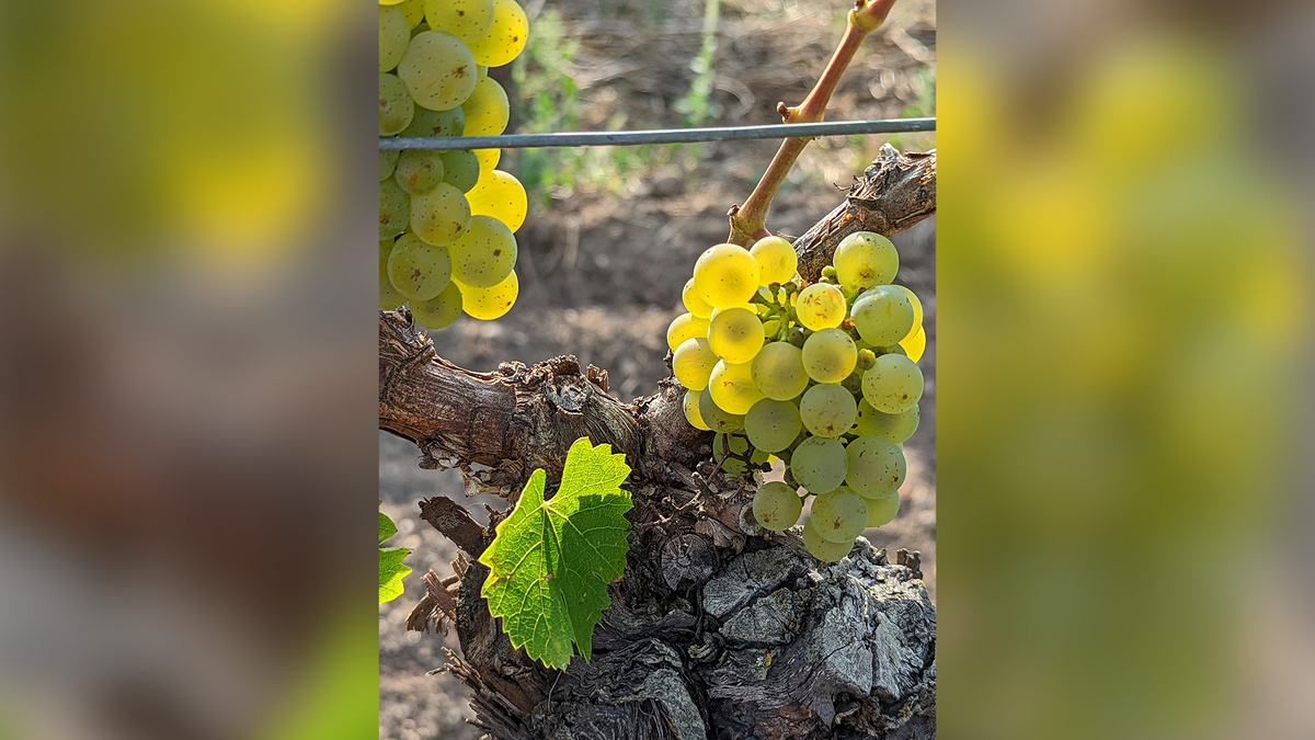 Источник: clck.ru/3RBpak