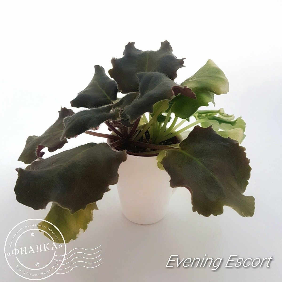 Лист дал две детки - сорт и спорт