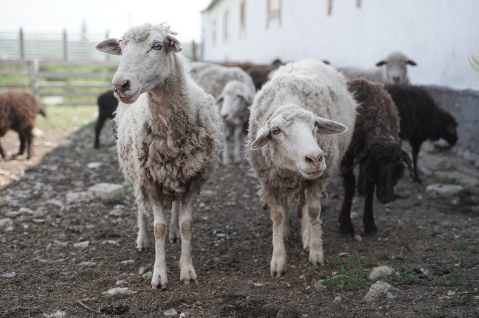    Стадо из 50 овец захватило супермаркет в Баварии Светлана МАКОВЕЕВА