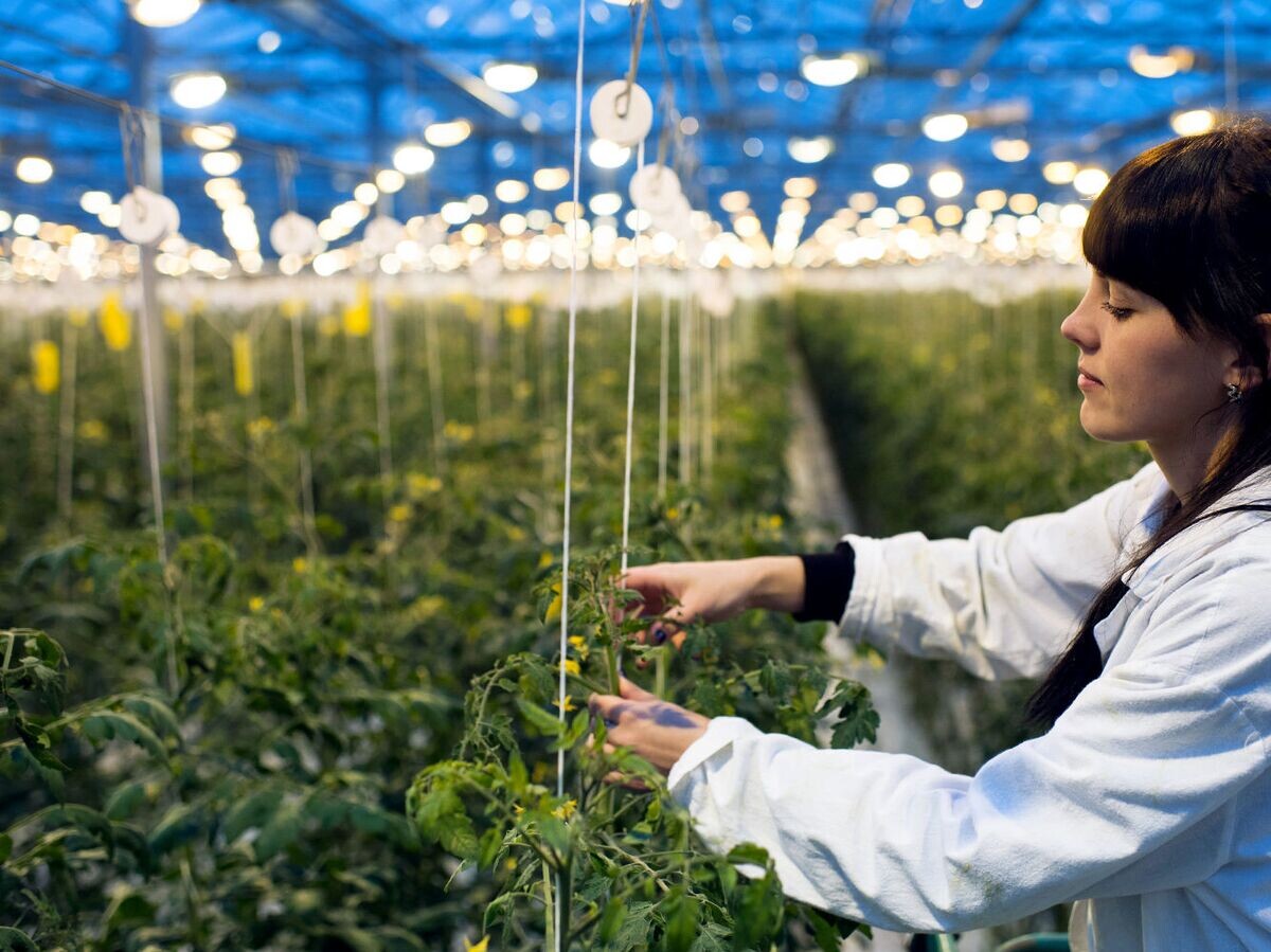    Сотрудница агрофирмы в теплице, где выращивают томаты | © РИА Новости / Алексей Мальгавко