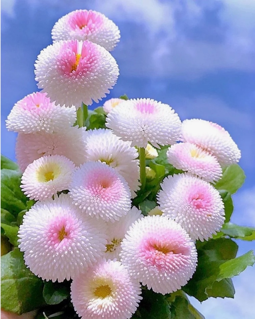 Маргаритка махровая