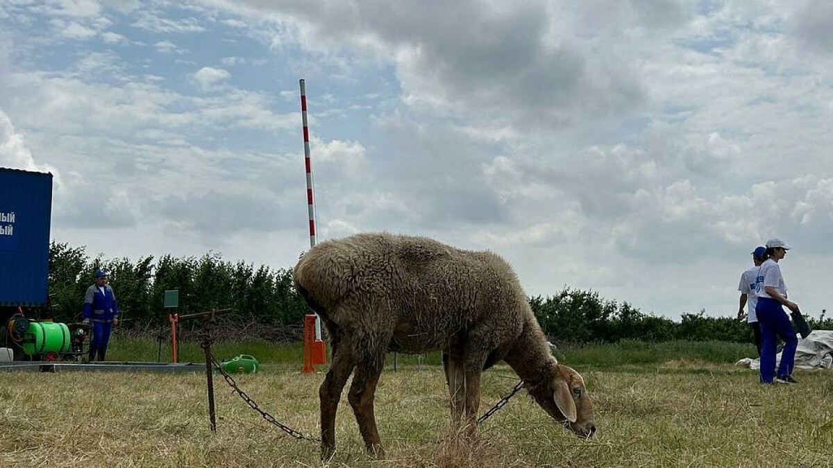   Фото: телеканал «Краснодар»