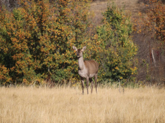    Олень // Фото Правительства Ростовской области